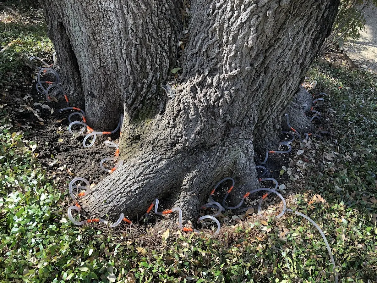 Detailed Tree Cabling and Bracing job site in Fountain Hills