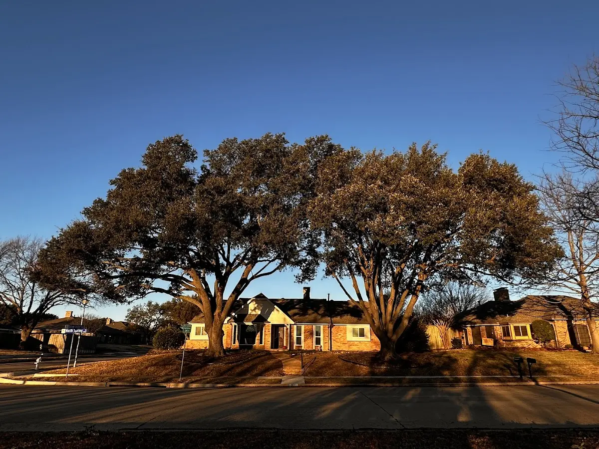 Established residential canopy tree shading a home in Fountain Hills